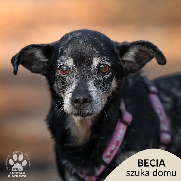 Pies do adopcji, Gdynia, 9 kwietnia 2025 (1/4)