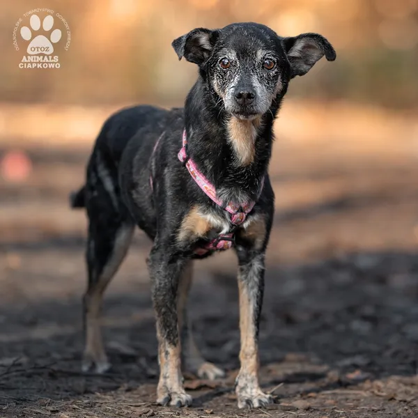 Pies do adopcji, Gdynia, 9 kwietnia 2025 (2/4)