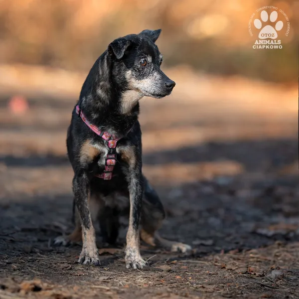 Pies do adopcji, Gdynia, 9 kwietnia 2025 (4/4)