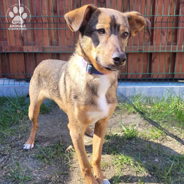 Pies do adopcji, Gdynia, 9 kwietnia 2025 (2/5)