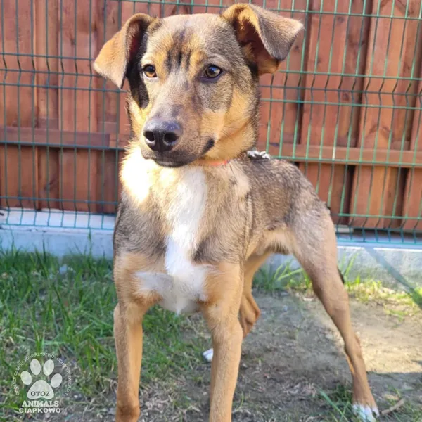 Pies do adopcji, Gdynia, 9 kwietnia 2025 (3/5)