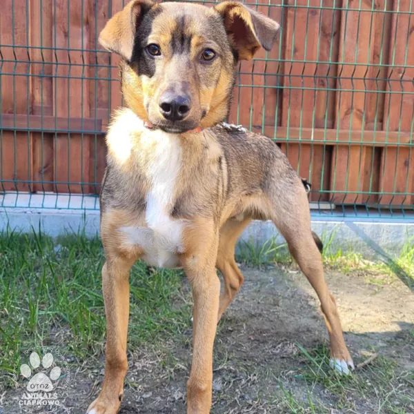 Pies do adopcji, Gdynia, 9 kwietnia 2025 (4/5)