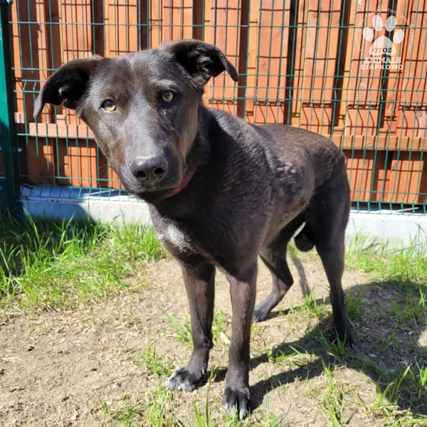 Pies do adopcji, Gdynia, 9 kwietnia 2025 (2/5)