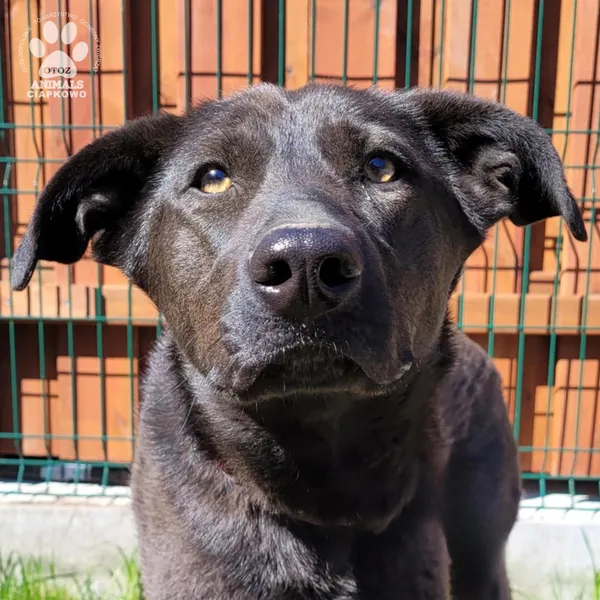 Pies do adopcji, Gdynia, 9 kwietnia 2025 (3/5)