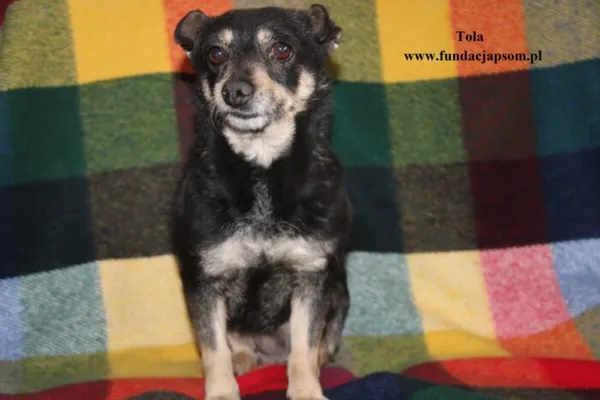 Pies do adopcji, Nowy Dwór Mazowiecki, 9 kwietnia 2025 (1/4)