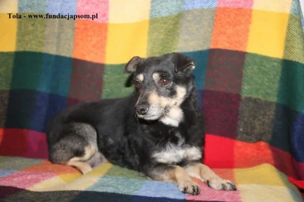 Pies do adopcji, Nowy Dwór Mazowiecki, 9 kwietnia 2025 (2/4)
