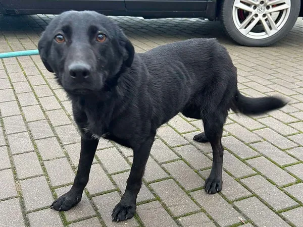 Znaleziono psa, Tatary, 30 grudnia 2024 (2/3)