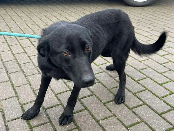 Znaleziono psa, Tatary, 30 grudnia 2024 (3/3)