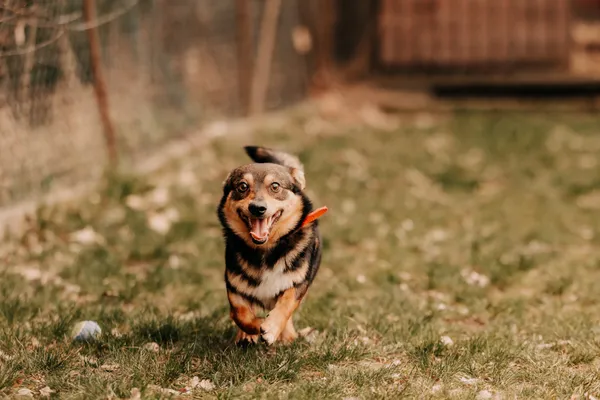 Pies do adopcji, Czartki, 9 kwietnia 2025 (1/5)