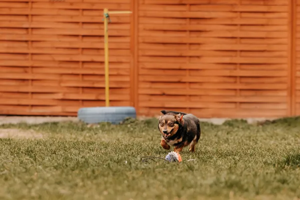 Pies do adopcji, Czartki, 9 kwietnia 2025 (5/5)