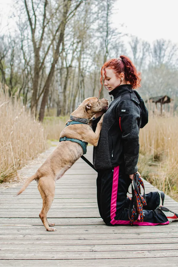 Pies do adopcji, Sosnowiec, 8 kwietnia 2025 (1/5)