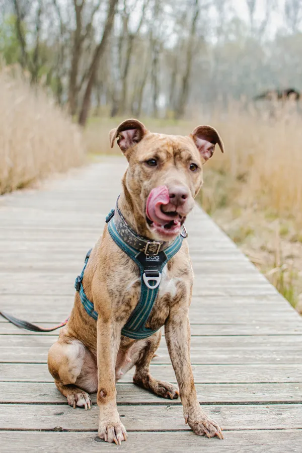 Pies do adopcji, Sosnowiec, 8 kwietnia 2025 (2/5)