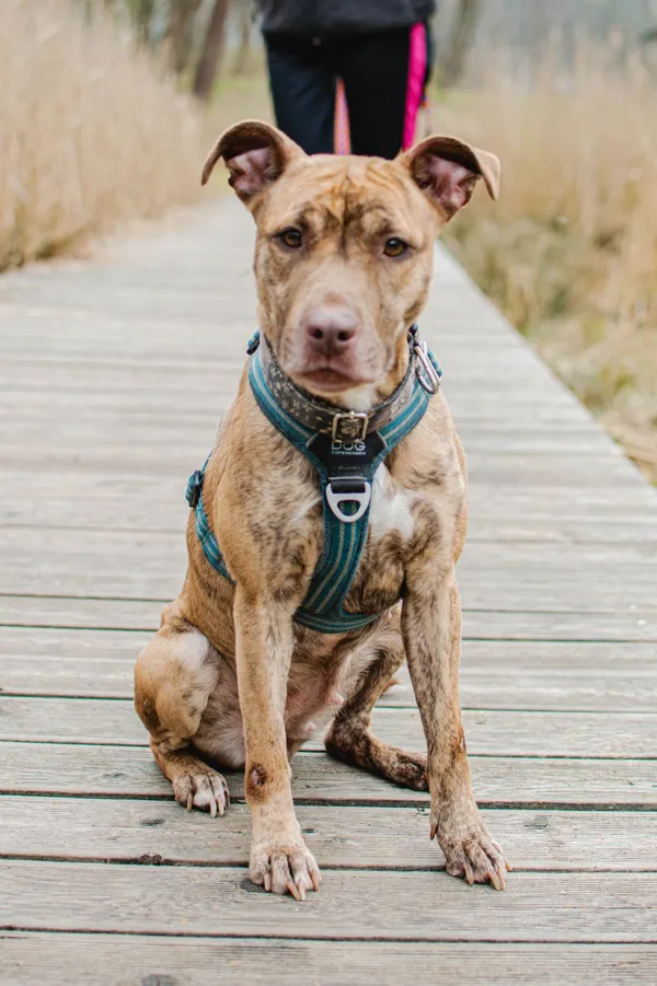 Pies do adopcji, Sosnowiec, 8 kwietnia 2025 (3/5)