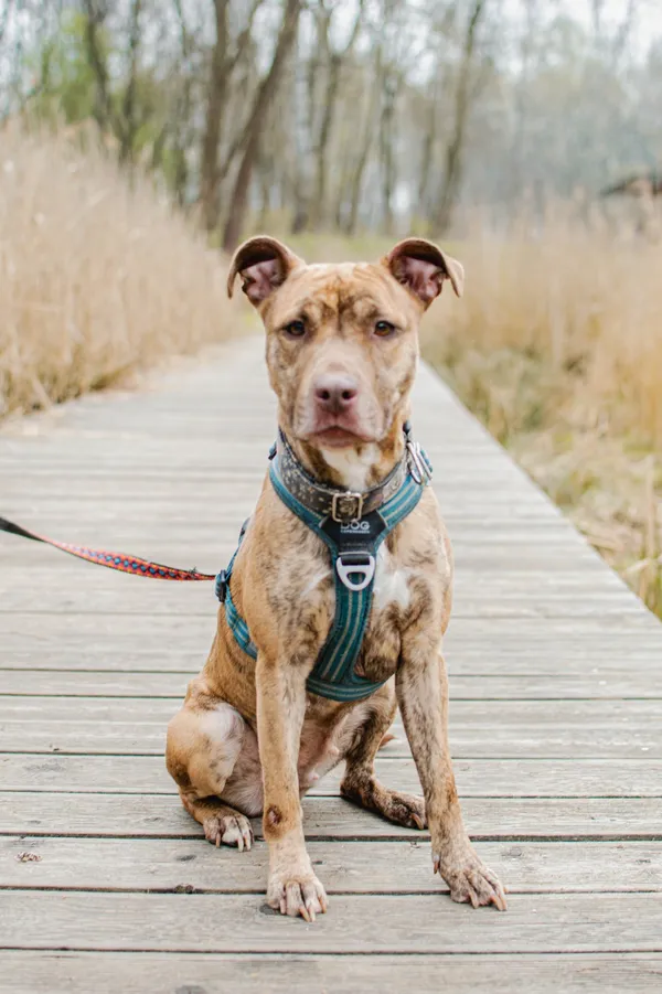 Pies do adopcji, Sosnowiec, 8 kwietnia 2025 (4/5)