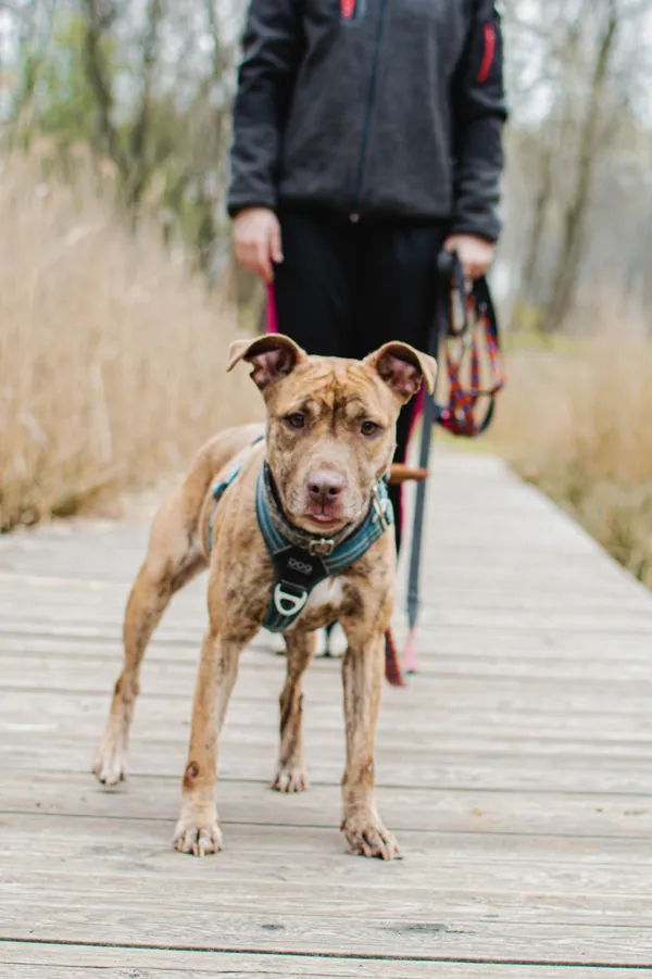 Pies do adopcji, Sosnowiec, 8 kwietnia 2025 (5/5)