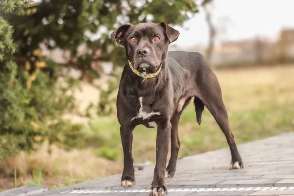 Pies do adopcji, Nowodwór, 9 kwietnia 2025 (1/5)