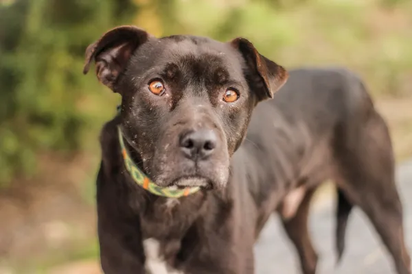 Pies do adopcji, Nowodwór, 9 kwietnia 2025 (2/5)