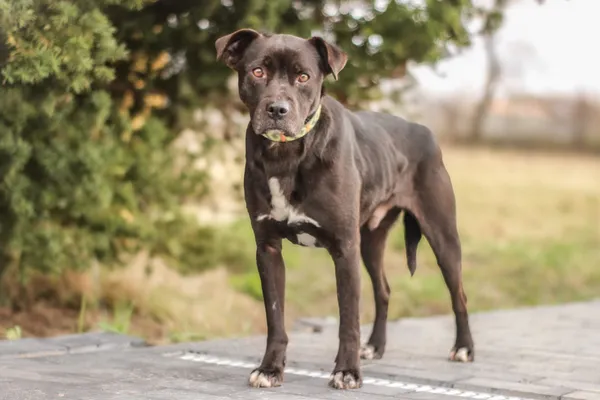 Pies do adopcji, Nowodwór, 9 kwietnia 2025 (3/5)