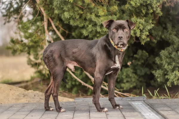 Pies do adopcji, Nowodwór, 9 kwietnia 2025 (4/5)