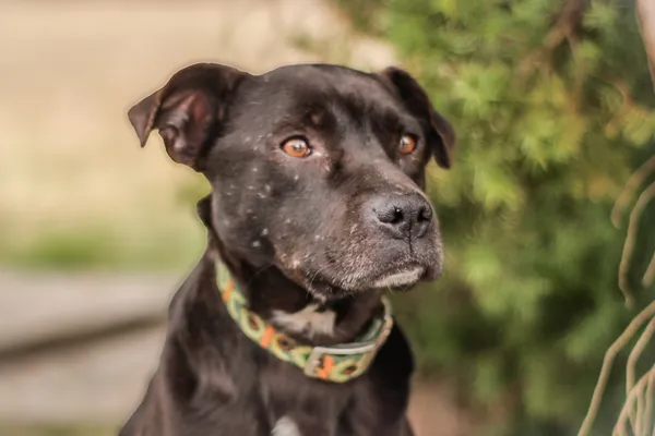 Pies do adopcji, Nowodwór, 9 kwietnia 2025 (5/5)