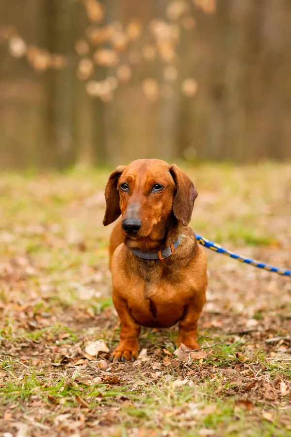 Pies do adopcji, Elbląg, 9 kwietnia 2025 (3/5)