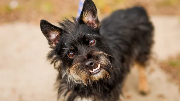 Pies do adopcji, Elbląg, 9 kwietnia 2025 (1/5)