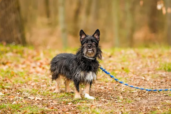 Pies do adopcji, Elbląg, 9 kwietnia 2025 (3/5)