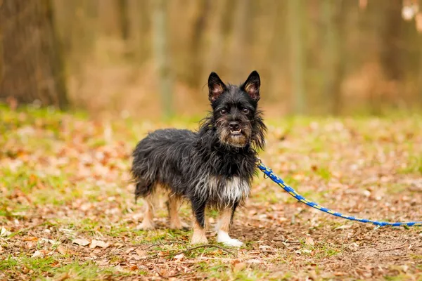 Pies do adopcji, Elbląg, 9 kwietnia 2025 (4/5)