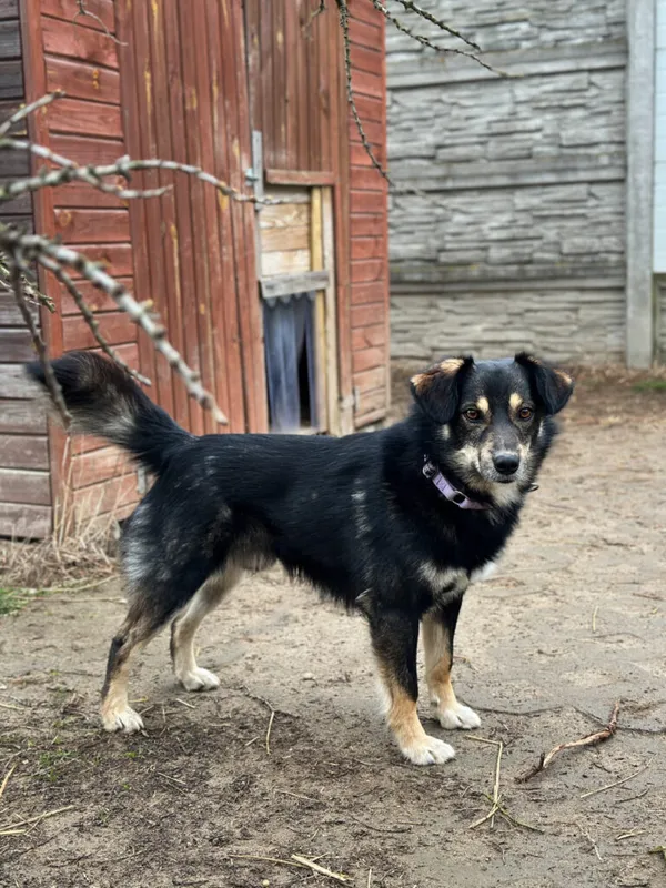 Pies do adopcji, Korabiewice, 9 kwietnia 2025 (5/5)