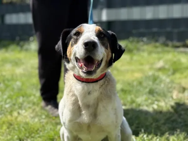 Pies do adopcji, Kraków, 25 marca 2025 (2/4)