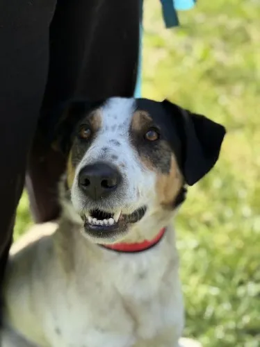 Pies do adopcji, Kraków, 25 marca 2025 (3/4)