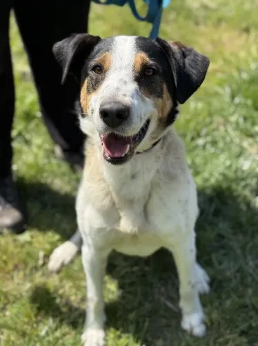 Pies do adopcji, Kraków, 25 marca 2025 (4/4)