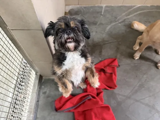 Pies do adopcji, Kraków, 26 marca 2025