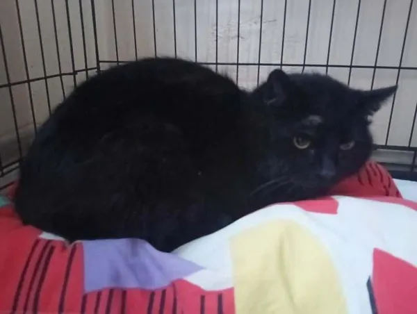 Znaleziono kota, Toruń, 6 kwietnia 2025