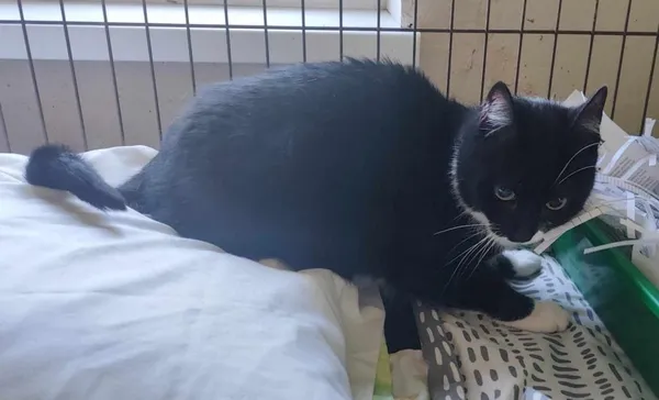 Znaleziono kota, Toruń, 5 kwietnia 2025