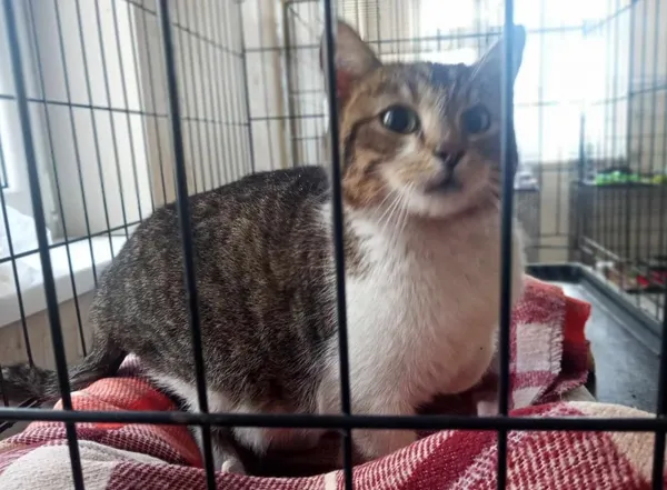 Znaleziono kota, Toruń, 4 kwietnia 2025