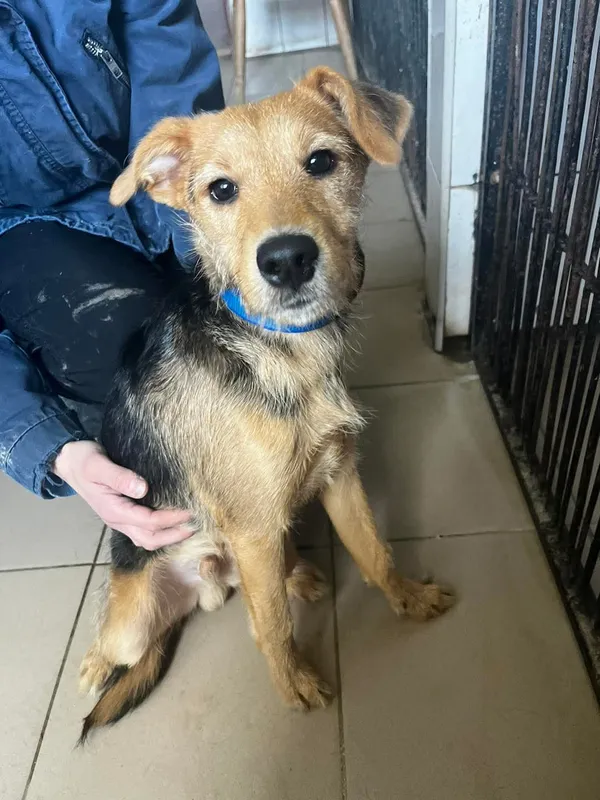 Pies do adopcji, Orzechowce, 8 kwietnia 2025 (2/5)