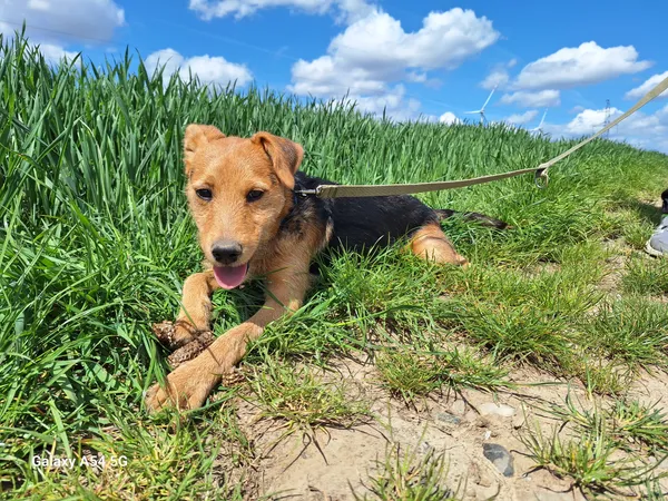 Pies do adopcji, Orzechowce, 8 kwietnia 2025 (3/5)