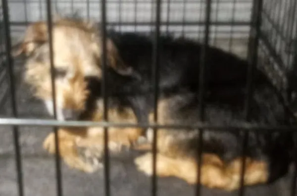 Znaleziono psa, Radom, 9 kwietnia 2025