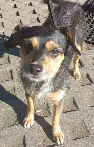 Znaleziono psa, Radom, 4 kwietnia 2025