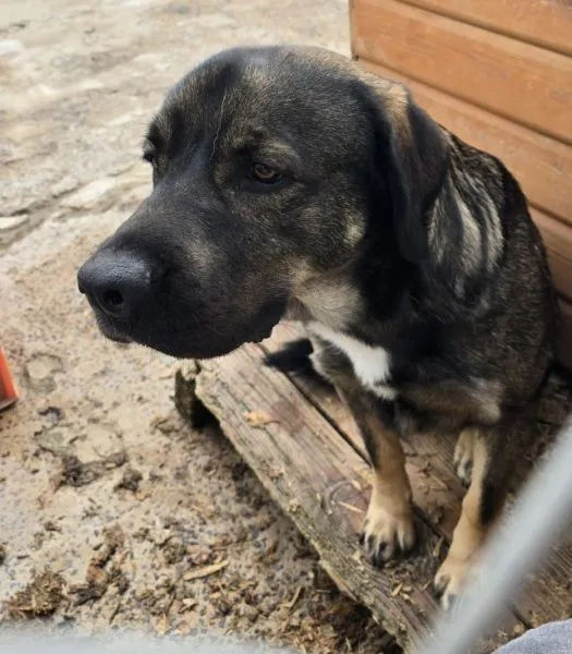 Znaleziono psa, Radom, 1 kwietnia 2025