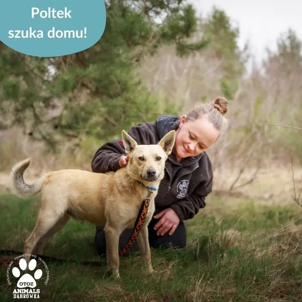 Pies do adopcji, Dąbrówka, 10 kwietnia 2025 (2/5)