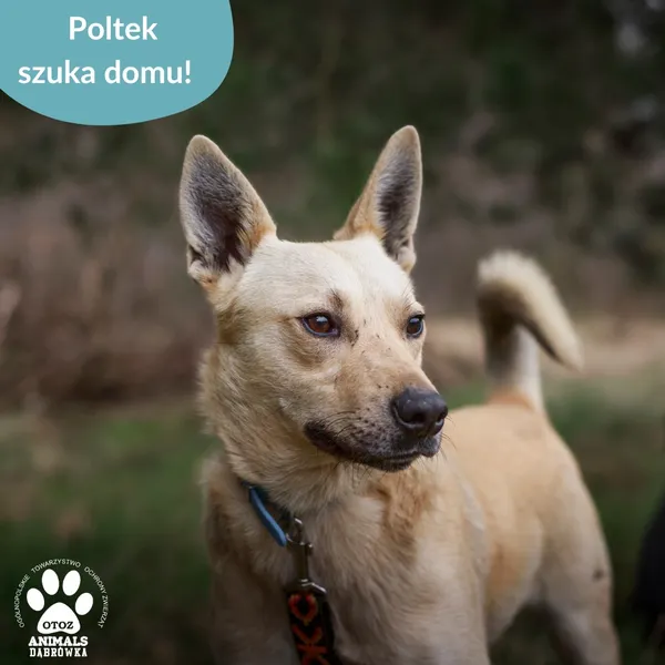Pies do adopcji, Dąbrówka, 10 kwietnia 2025 (5/5)