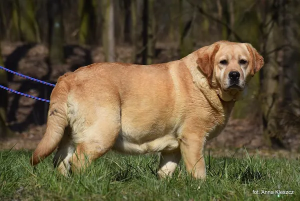 Znaleziono psa, Toruń, 4 lutego 2025