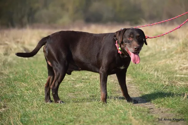 Znaleziono psa, Toruń, 10 marca 2025