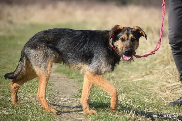 Znaleziono psa, Toruń, 14 marca 2025