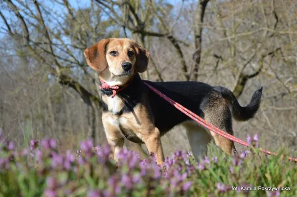 Znaleziono psa, Toruń, 25 września 2025