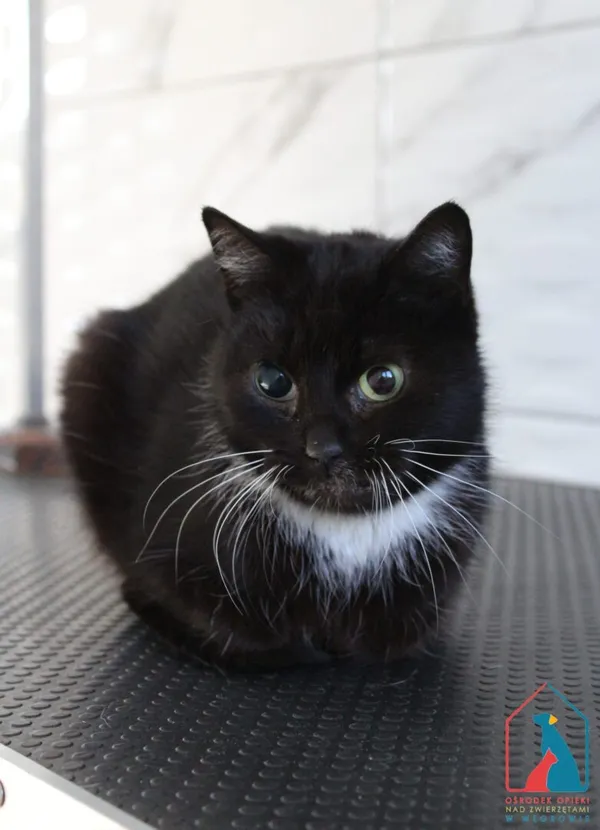 Kot do adopcji, Grudziądz, 17 marca 2025