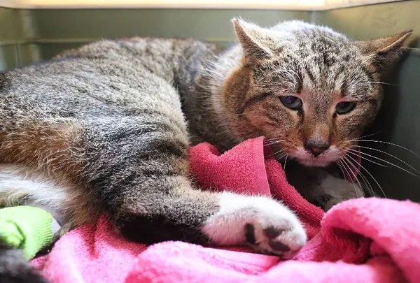 Znaleziono kota, Łódź, 10 kwietnia 2025 (1/2)