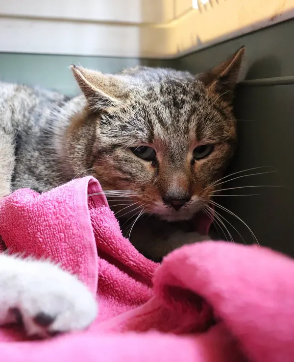 Znaleziono kota, Łódź, 10 kwietnia 2025 (2/2)